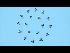 Haydee: Synchronized Swimming