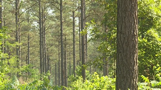 Pathogen discovered as a cause of mysterious disease killing Arkansas pine trees
