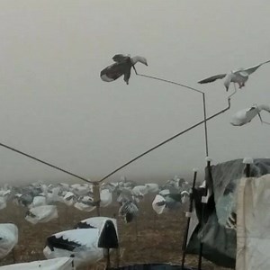 Rotary machine with Deadly Decoy snow goose flyers on a no wind foggy morning. | Up North Outdoors, Inc