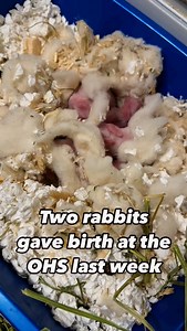 Apricot and Butter Tart are two sweet bunnies who gave birth at the OHS last week. Right now, we have over 35 rabbits waiting for their forever homes and over 65 rabbits in our care. Apricot, Butter Tart and their babies will be spending time in loving foster homes getting the care they need until they’re ready to find their forever homes. If you’re able to help, adopting a rabbit or becoming a foster volunteer can make a huge difference for a rabbit in need. | Ottawa Humane Society