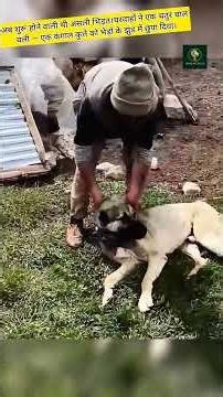 Wolf Trapped by Kangals: The Smartest Shepherd Revenge! #shorts #animals #trending #wolf #kangaldog