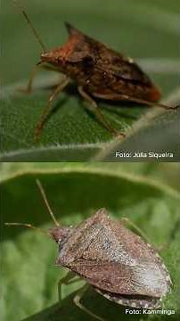 🎯 Mesmo continente e espécies diferentes! Você sabia que o percevejo-marrom do Brasil e EUA 🌱🛡️