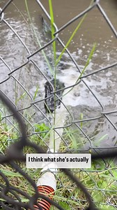Getting ready for #hurricanemilton today and noticed my alligator Lady Dale enjoying the water! #alligator #reptile #hurricaneprep #tropicalcyclone | Kamp Kenan