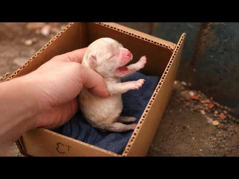 Abandoned Newborn Puppy Crying in a Trash Box… Days Later She Opened Her Eyes and Chose Life!
