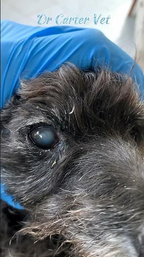 Cataracts | Is your dog going Blind? #dog #shorts #veterinary