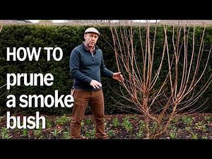 How to prune a Cotinus | Pollarding a smokebush