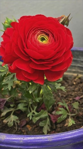Flowers from my MIL’s garden #flowers #red #yellow #white #persianbuttercup #yellowroses
