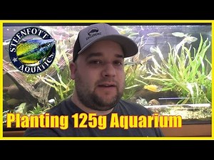 Planting the 125 Gallon 🐠 Hygrophila Corymbosa Angustifolia 🐠 A Day in the Fish Room
