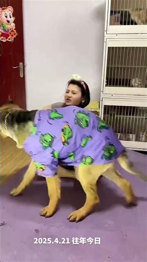 😂救命！这狗成精了吧！穿背带裤跟我掰手腕，差点把我送走！🤣#人狗互动游戏 #人狗大战搞笑视频 #pets #funny #美女搞笑