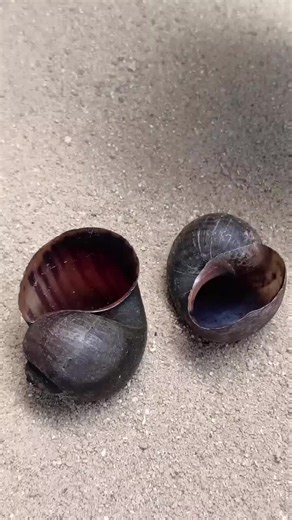 Casting Aluminum from Snail Shells at Home