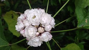 Fresh Flora on Reels