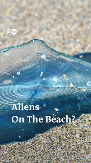 6.5K views · 66 reactions | Alien-like creatures are washing up on US shores. What are they? And... are they dangerous? #PlanetA | DW Environment | Facebook