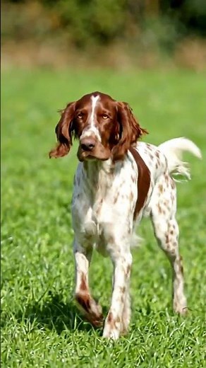 Irish Red and White Setter ‪@GlobalDogBreeds‬