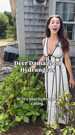 Have deer been munching on your hydrangea plants? Here are solutions for dealing with deer damage on any plant in your garden. #gardening #deer #gardeningtips #gardening101 #hydrangea | Blueacre Garden