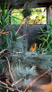 8.9K views · 2K reactions | Like & Share #paradiseparkaviary #aviary #birds #koi #pond #outdooraviary #aviarybirds #fishpond | paradiseparkaviary | Facebook