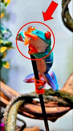 Top 3 Most Colorful Frogs in the World 🐸✨#ColorfulFrogs 🐸#PoisonDartFrog 🌈#AmazingAnimals ✨