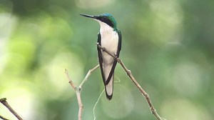 The Purple-crowned Fairy is one of our most unique hummingbirds - that short, spear-like bill is used for collecting nectar not by entering the flower opening, but by piercing a small hole in the base of the flower and "stealing" the nectar, without pollinating the plant. This behavior is called "nectar robbing" and the Purple-crowned Fairy is a professional! Video by Canopy Family guide Carlos Bethancourt. | The Canopy Family, Panama