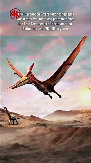 Pteranodon - Extinct Species #dinosaur #flyingdinosaur