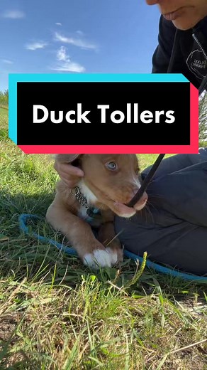 Nova Scotia Duck Tolling Retrievers #ducktoller #tollerpuppy #tollerscream #dogsoftiktok #dogtrainingtips #dogtraining #puppytraining #dog #dogtrainer