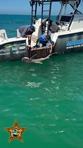 Distressed shark rescued by Manatee Sheriff's marine deputies and Mote Marine