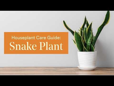 How to Care for a Snake Plant: Complete Care Guide