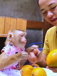Monkey impatient craving a special mango#beautiful #monkeydluffy #monkeycute #babymonkey #monkeyface #lovely #monkey #cute #animals #animalsbaby #poormonkey #monkeycry #funny #funnyvideo #cuteanimals | Family Monkey Vola
