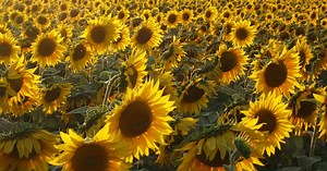 The Mystery Of Why Sunflowers Turn To Follow The Sun — Solved