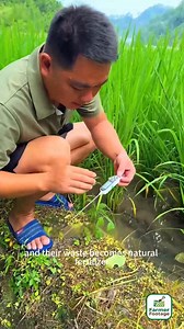 Rice-fish symbiotic farming model | Field to Feast