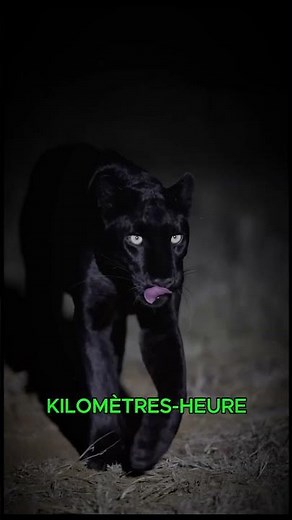 La Panthère Noire Le Fantôme de la Forêt 🐆 #curiosité #animaux
