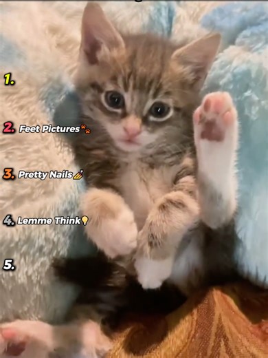 Funny Cats Understanding English Moments