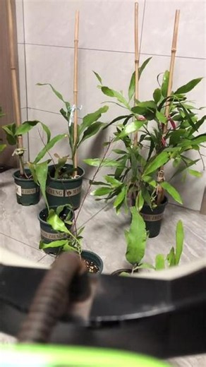 带花苞昙花怎么养？教你养护方法还包补发！