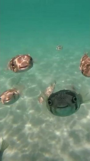 Cute Face Of Puffer Fish | Smiling Fish #fish #funny #shorts #trending #viralvideo #reels #sea #kids