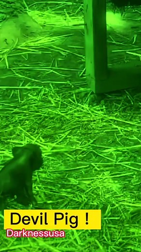 Scary Demon Pig Haunts USA - Horror Ghost Video