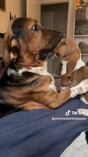 Basset Hound Puppy Adventures: Fun and Playful Moments