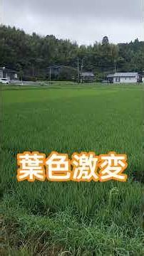 The result of consolidating rice paddies with significant elevation differences.