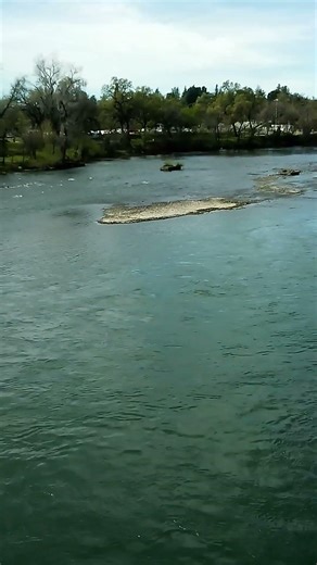 Special Fishing Report Sacramento River / Sundial Bridge