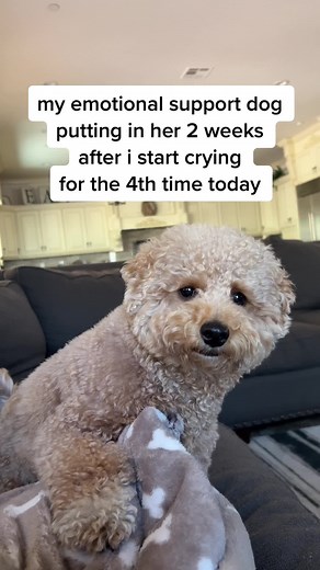 Funny Emotional Support Dog Memes Compilation