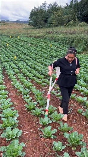 Vegetable Farm Worker Jobs in Canada 2024 | Jobs In Canada