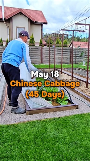 42K views · 389 reactions | Chinese cabbage in 45 days. This is what my Chinese cabbage looks like 45 days after planting the seedlings or 70 days after sowing the seeds. I hope that this year I will be able to collect at least half of the heads of cabbage from what I planted, and not like two years ago (all the cabbage was thrown into the compost bin). | Harvest Garden | Facebook