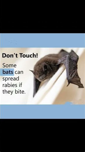 #Bat bite awareness keep you away from rabies and orher infected diseases.