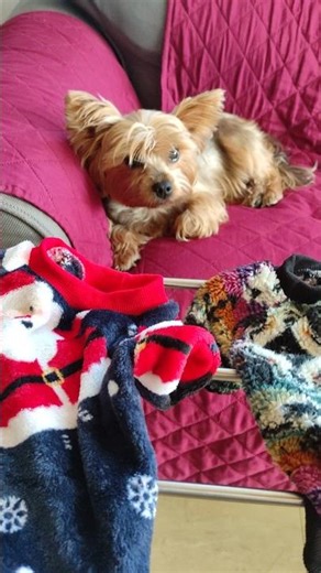 Yorkie Lucy's selection of dogs clothes