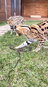 Do cats fear snakes 🐱🐍 #CatBehavior #SnakeEncounter #WildlifeQuestions | TV -