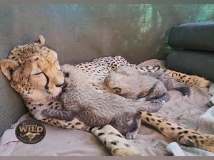 383K views · 10K reactions | Cubbies update. "Its hug mommy day!"...