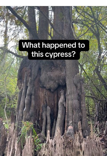 Nothing’s wrong with this cypress. It’s just really old. Bald cypress can live hundreds of years. The center slowly rots away, but the outer layer keeps it alive. Those jagged spikes are cypress knees, and the hollow base is from centuries of water and time doing their thing. #louisiana #cypress