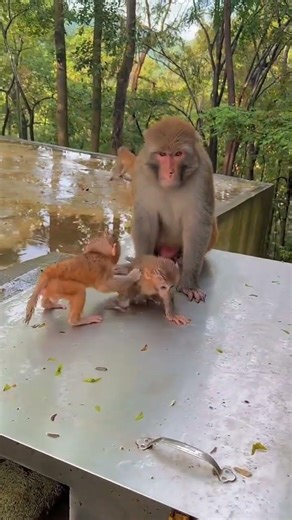 Smartest Monkey | Monkey baby fight 🙈💪🏻