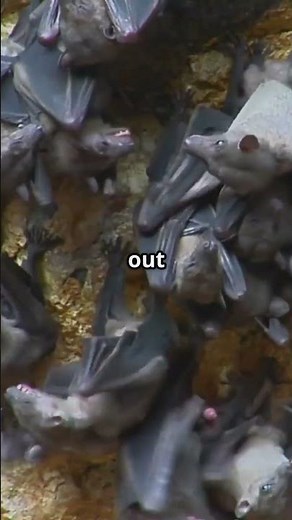 Vampire Bats: The Generous Blood Donors!