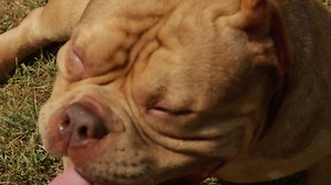 Extreme American bully - Infidel