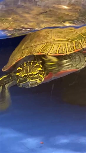 Could this be the fastest moving turtle ever