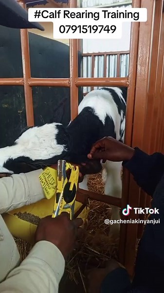 Calf Rearing Training for Young Farmers in Uganda