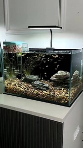 95K views · 942 reactions | Aquarium Cleaning Tools﫧 #fpyシ #aquarium #fishtanksetup #shorts #viral #fish #diy #trensing #foryou #fyp #reels #viral | Aquatic Wonders Hub | Facebook